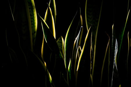 green snake plant thumbnail