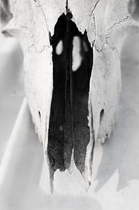 grayscale photography of animal skull thumbnail