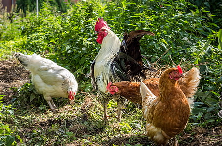 four chickens standing on grasses thumbnail