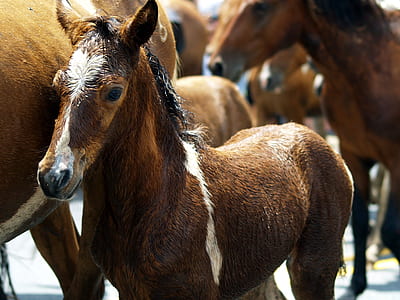 animals, horses, herd, ponies thumbnail