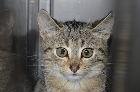 closeup view of brown tabby cat thumbnail