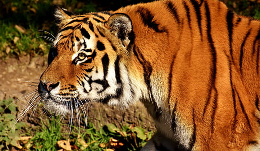 tiger on wild thumbnail