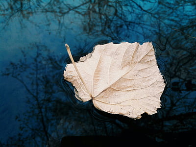 closeup photo of dried leaf on body of water thumbnail
