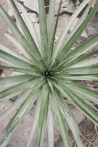 close-up photo of green leaf plant thumbnail