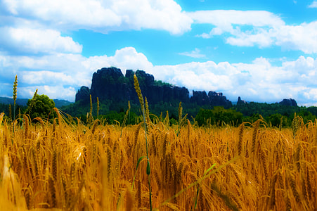 rice plant thumbnail