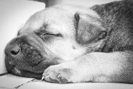Puppy, Sleeping thumbnail