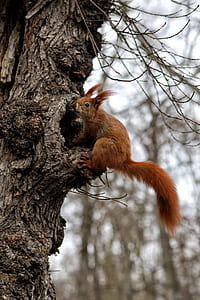 brown rodent on tree thumbnail