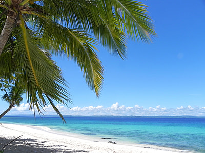 photo of coconut tree near beach line thumbnail