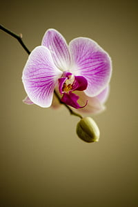 selective focus photo of purple orchid thumbnail