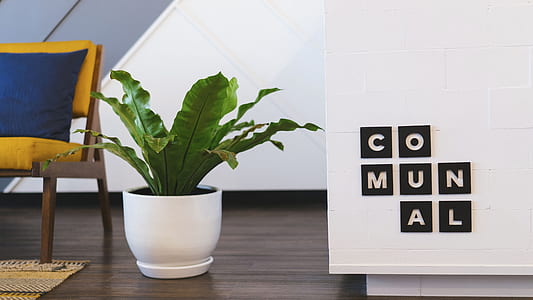 green plant in white flower pot near white wall thumbnail