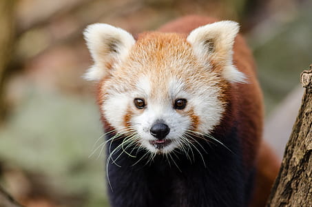 brown and white animal thumbnail