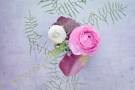 pink and white petaled flowers macro photography thumbnail