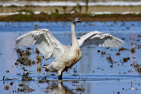 white duck on body of water thumbnail