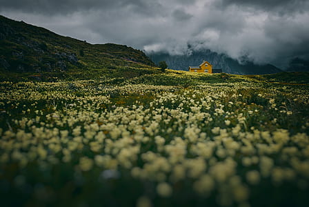 selective photography of orange house surrounded by flowers thumbnail