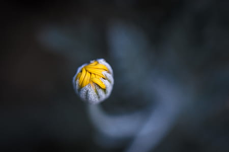 macro shot of yellow and gray flower thumbnail