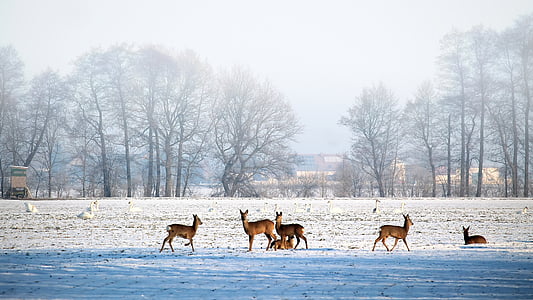 reindeers on snow covered field during daytime thumbnail