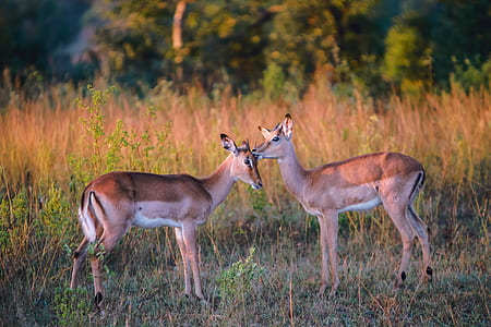 two deers thumbnail