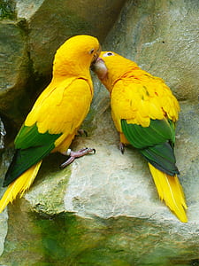 two parrots perching on boulders thumbnail