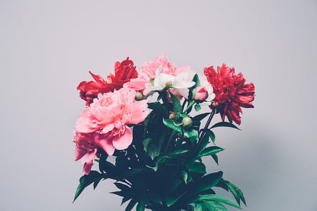 pink, red, and white peonies in bloom close-up photo thumbnail