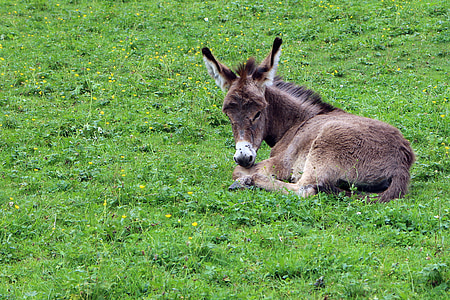 brown donkey on grass field thumbnail