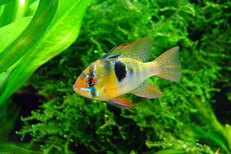 gray and black tiger barb fish thumbnail