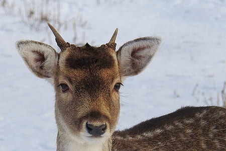 Portrait of Deer on Snow thumbnail