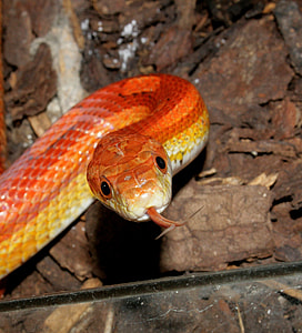 red snake inside clear pet tank thumbnail
