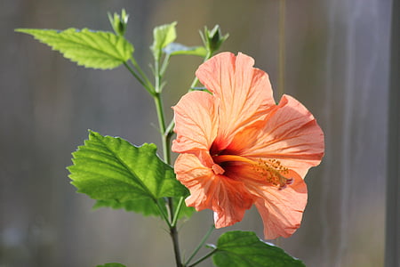 tilt-shift lens photography of pink hibiscus thumbnail