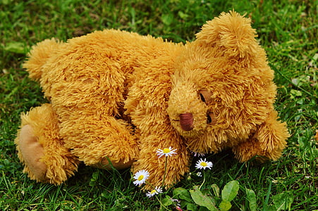 brown bear plush toy on green on grass thumbnail
