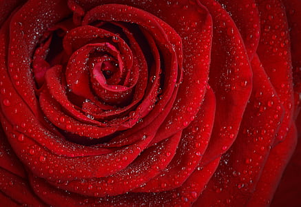 red rose thumbnail