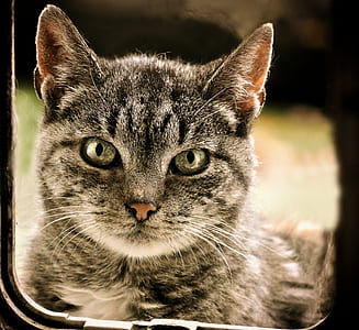 closeup photography of silver tabby cat thumbnail