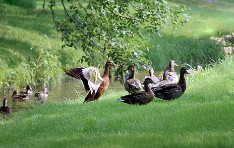 flock of wood duck near body of water during day thumbnail