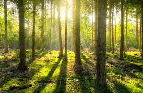 green tree thumbnail