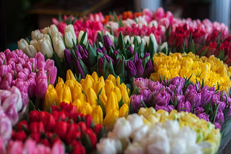 assorted-color petaled flowers thumbnail
