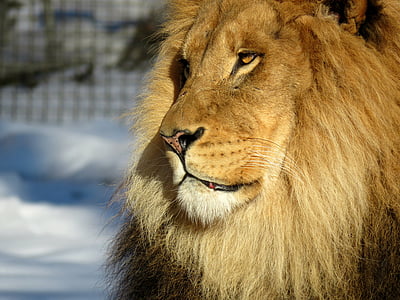 brown lion closeup photography thumbnail
