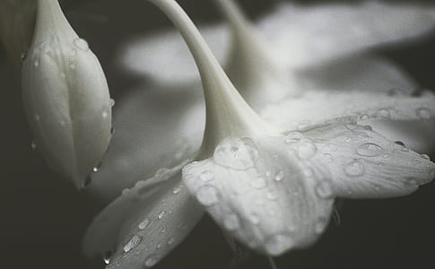 grayscale photo of flower thumbnail