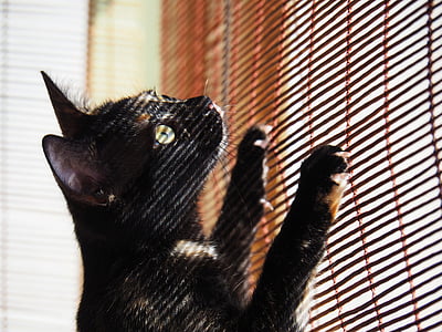 black car leaning on brown window blinds thumbnail