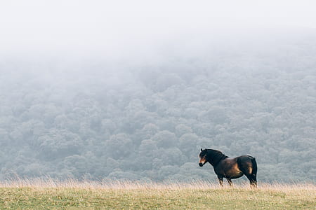 red and black horse on grass field thumbnail