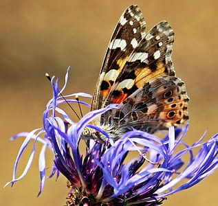 selective focus photography of painted lady butterfly perched on purple flower thumbnail