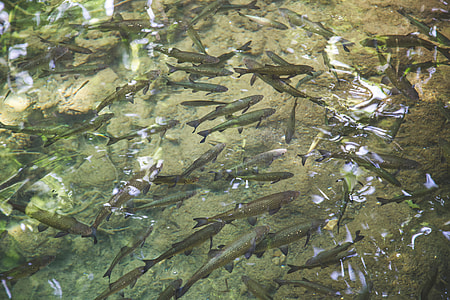 shol of fish thumbnail
