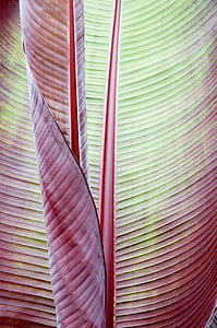 red and green leaf thumbnail