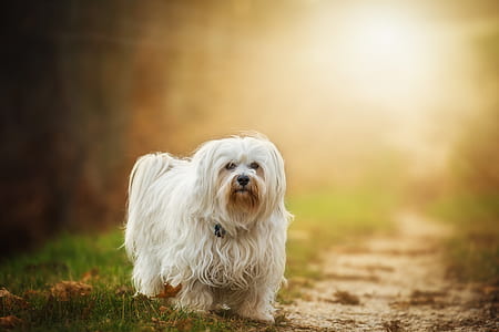 adult white maltese walking on ground at daytime thumbnail