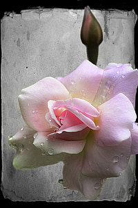 closeup photo of pink rose flower thumbnail