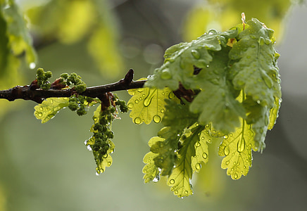 close-up photo of wet leaf on branch thumbnail
