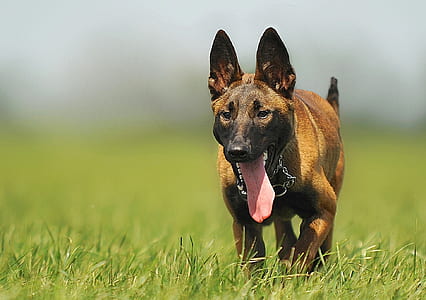 Brown Black Dog Stuck Tongue Walking in a Green Fields thumbnail