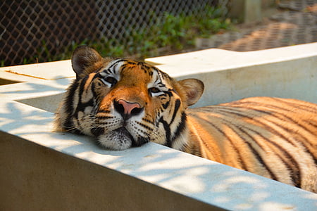 bengal tiger laying on grey concrete surface thumbnail