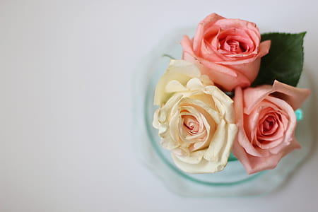 two pink and one white rose flowers thumbnail