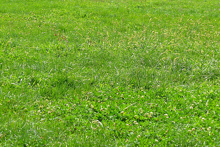 green grass field thumbnail