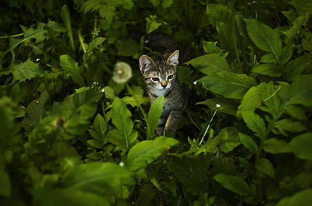 short-coated grey cat walking near green leafed plants thumbnail