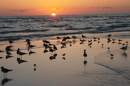 birds on seashore thumbnail